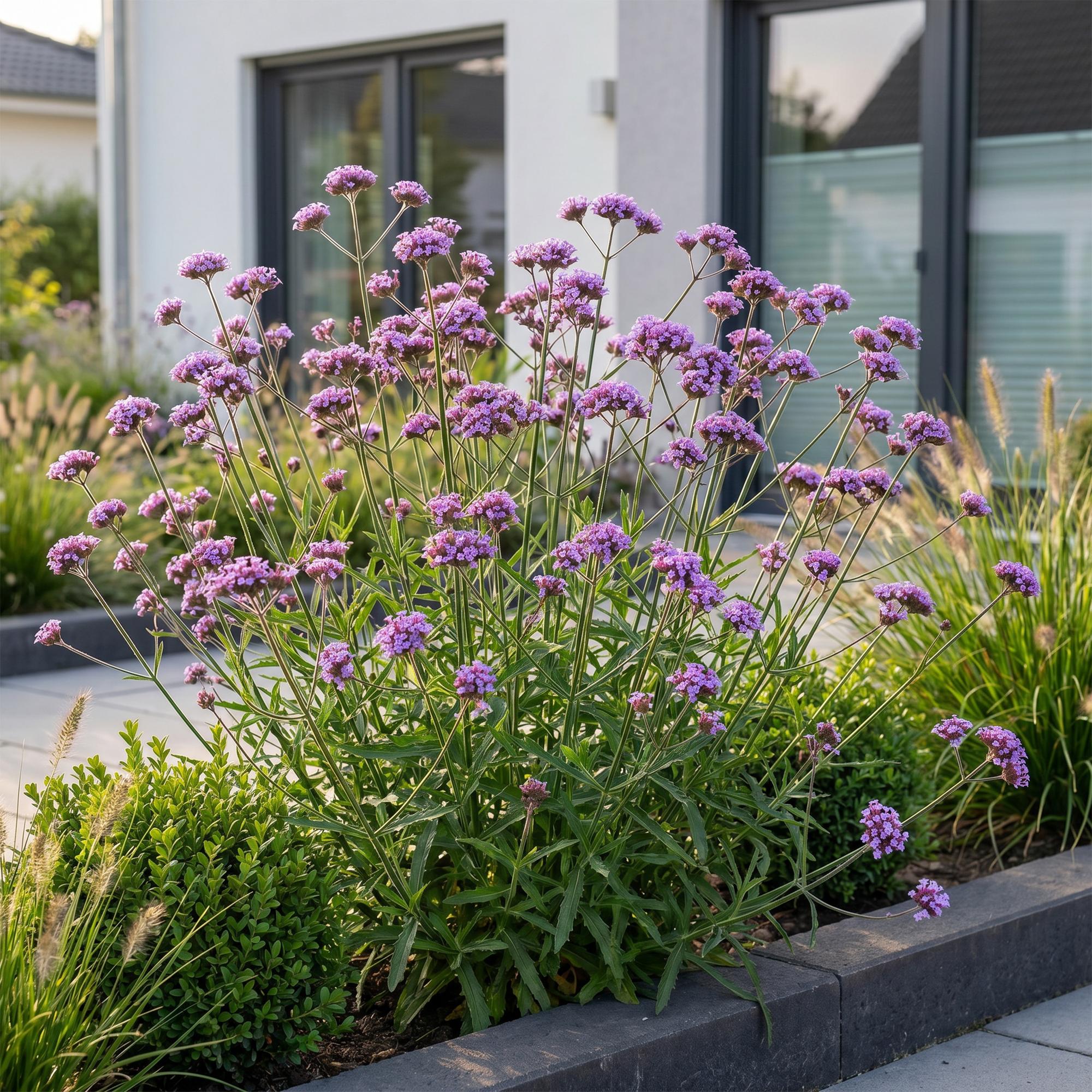 Vasteplant - Verbena bonariensis Lollipop - Ijzerhard - Bijen en Vlinderlokkers - Paars - 6 Planten - Pot 11cm - Hoogte 15-25cm
