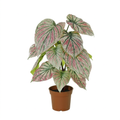 ARTIFICIAL Caladium green / pink - 57cm