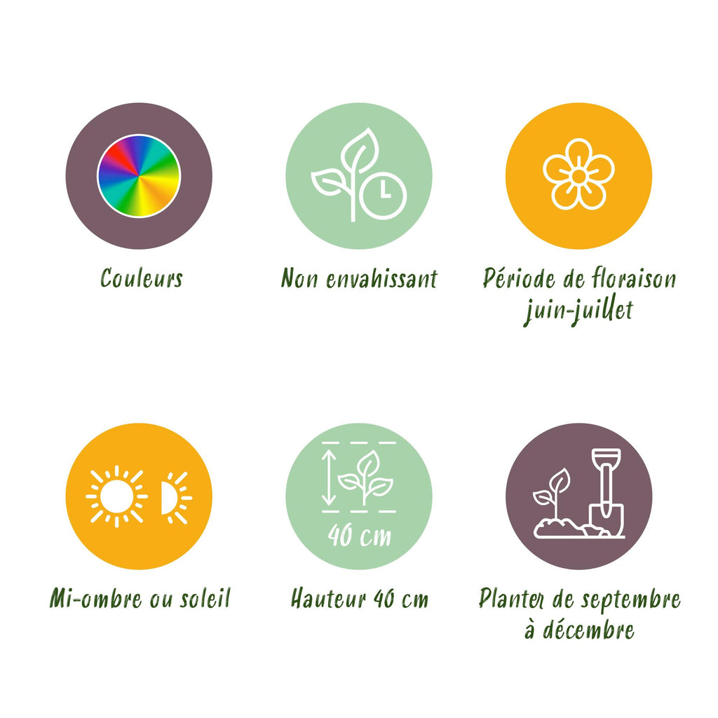 Bloembollen - Ranunculus Mix - Diversen Kleuren - 40 stuks - Bolmaat 5/6 - XXL Pack