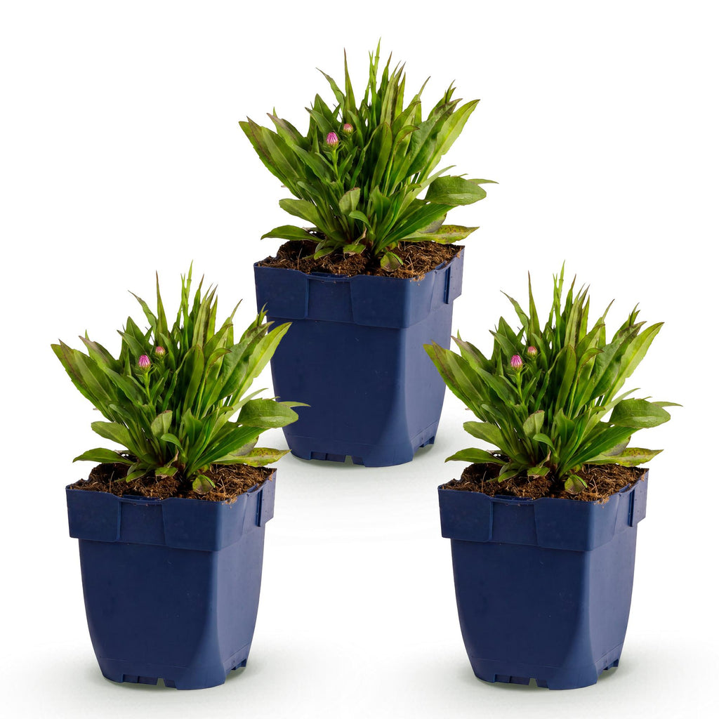 Vasteplant - Aster Wood's Pink - Pluimspirea - Bijen en Vlinderlokkers - Roze - 3 Planten - Pot 11cm - Hoogte 15-25cm