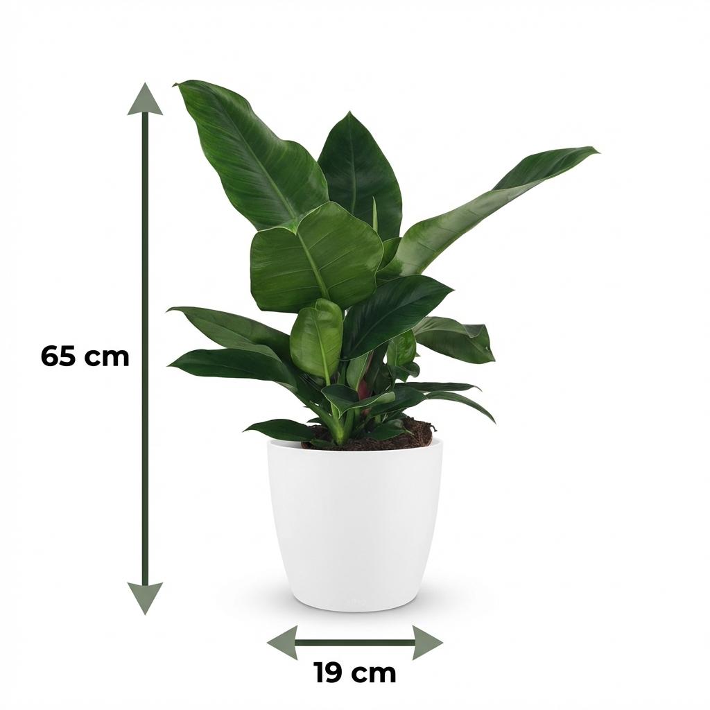 Kamerplant - Philodendron - Philodendron Imperial Green - Groen - Weinig onderhoud - 1 Plant - met Potter Wit - Pot 19cm - Hoogte 65cm