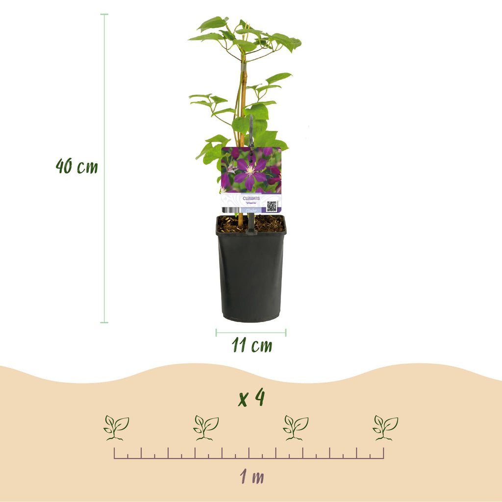 Klimplant - Clematis Mikelite - Bloem Paars - Weinig onderhoud -2 planten -  Pot 11cm Hoogte 40cm