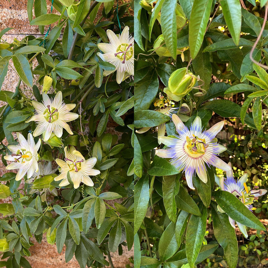 Passiebloem - Passiflora Tricolour  - Bloem Roze Wit Paars - Weinig onderhoud - 3 planten - Pot 11cm Hoogte 40cm