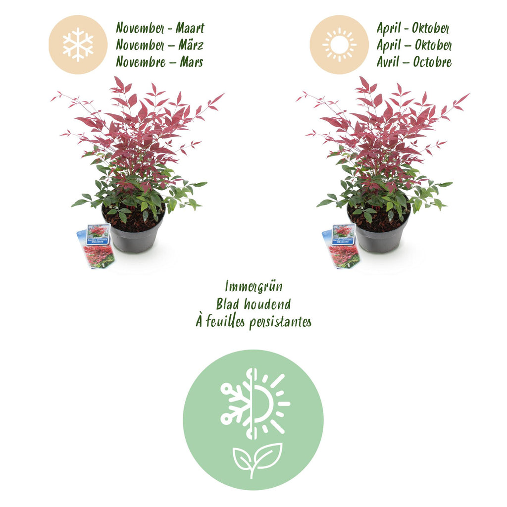 Tuinplant - Nandina Obsessed - Rood - 1 Plant - Groenblijvend - Weinig Onderhoud - Pot 17cm Hoogte 45cm