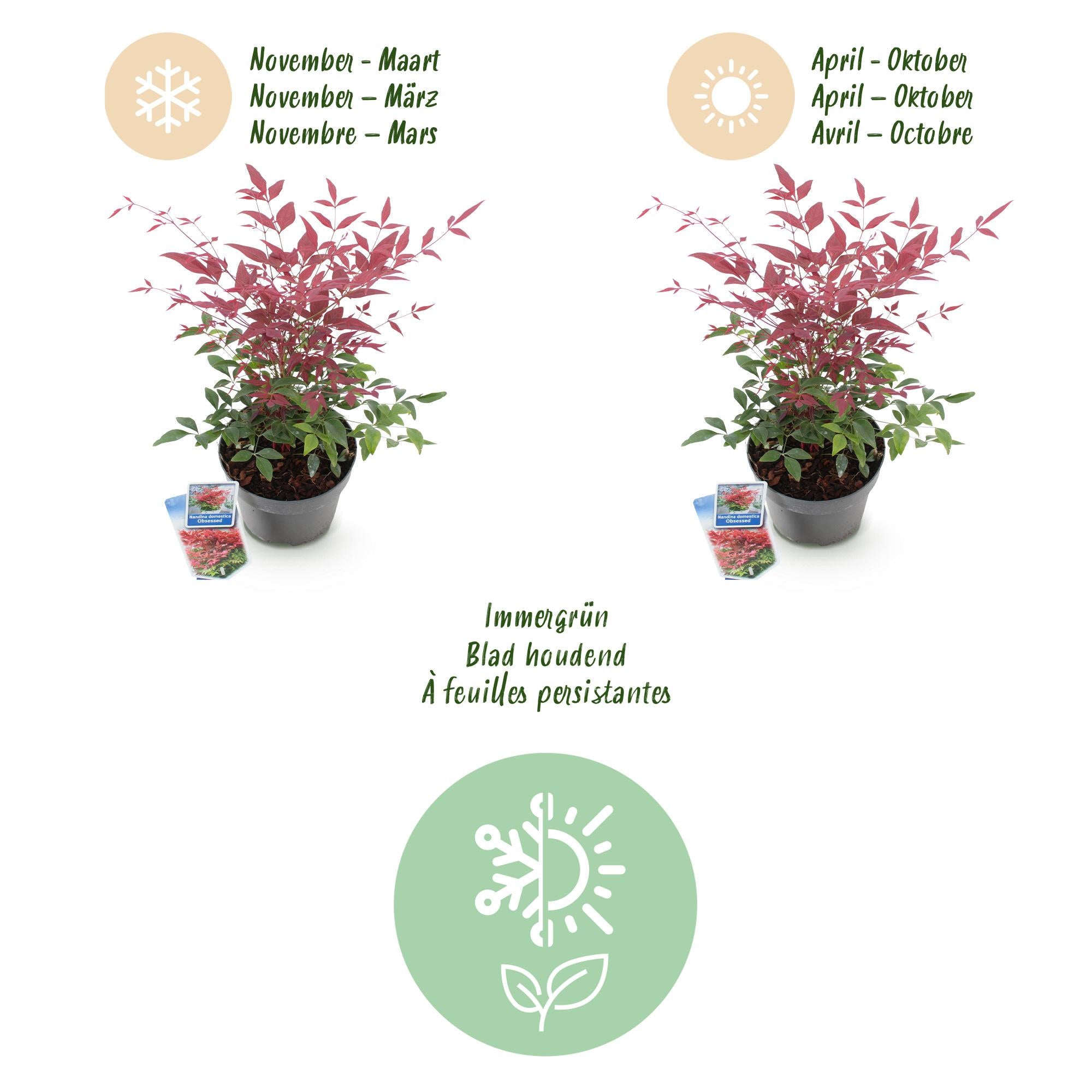Tuinplant - Nandina Obsessed - Rood - 1 Plant - Groenblijvend - Weinig Onderhoud - Pot 17cm Hoogte 45cm