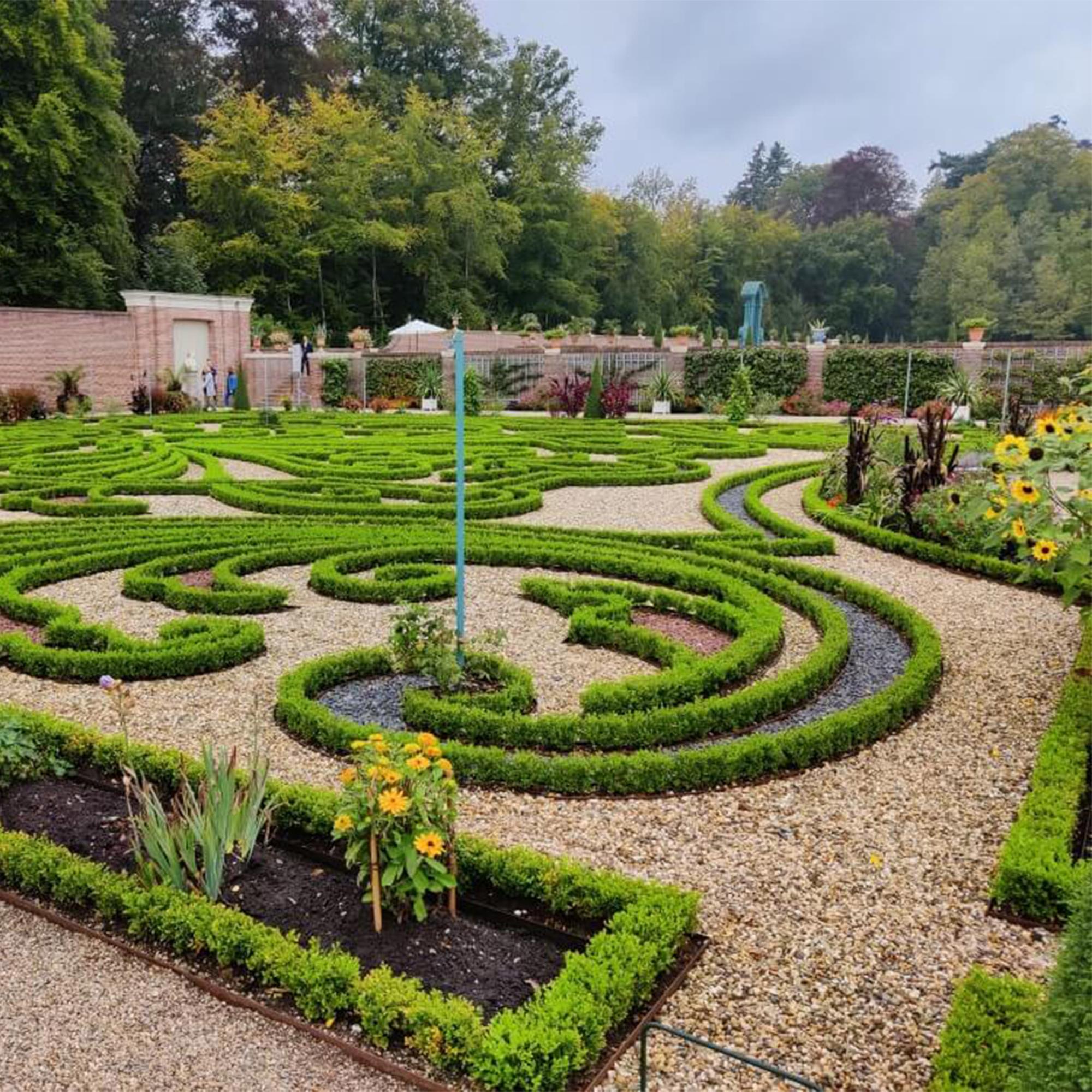 Buxus Haag - BetterBuxus Babylon Beauty - Resistant tegen de Buxus schimmel - 8 planten - 1 strekkende meter - pot 9cm hoogte 20-25