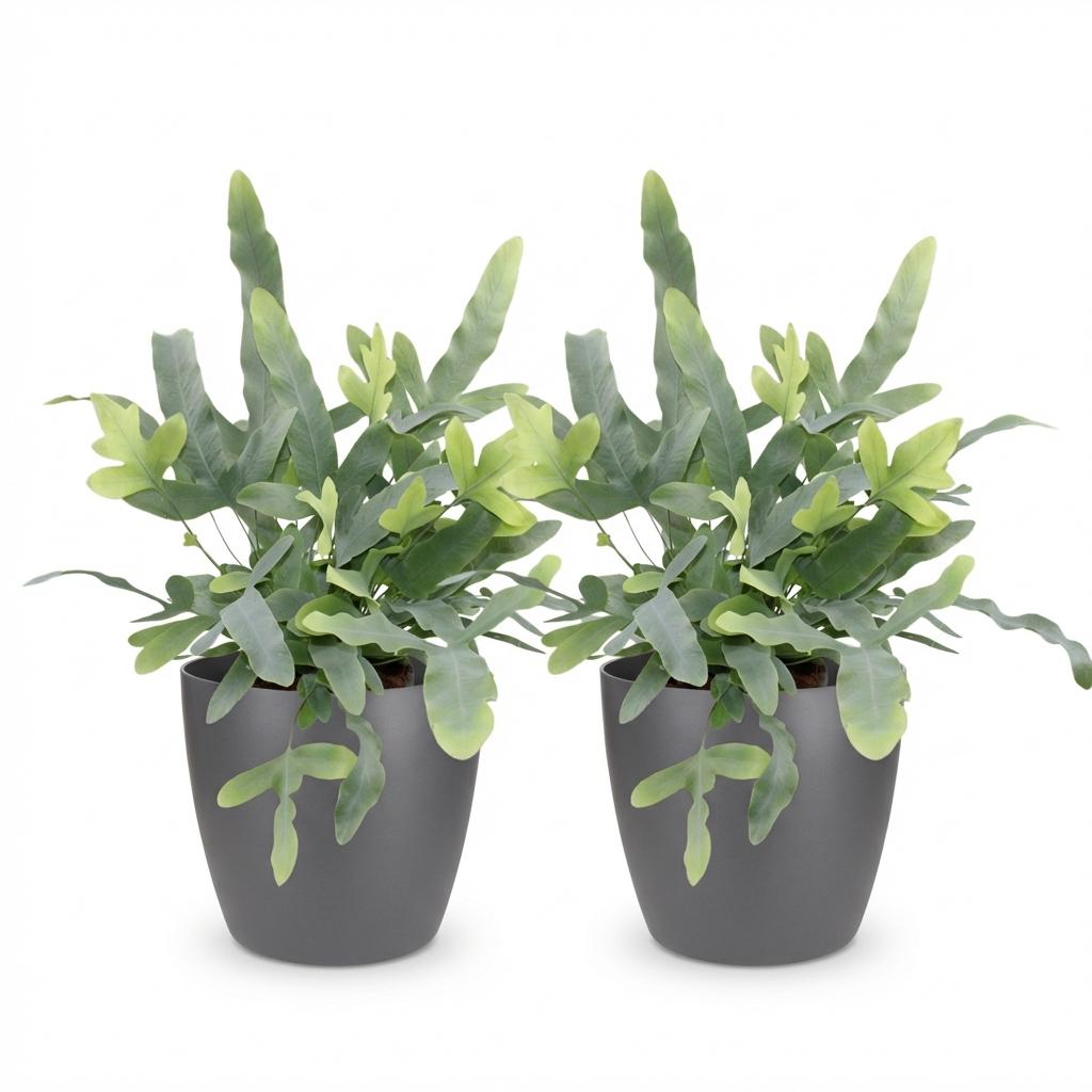 Kamerplant - Phlebodium aureum Blue Star - Blauwe Varen - Huisdiervriendelijke Plant - Blauw - 2 Planten - met Potter Grijs - Pot 12cm - Hoogte 25cm