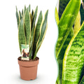 Green is... Kamerplanten - Sansevieria Laurentii - Vrouwentong - Weinig onderhoud - Groen - 1 Plant - Pot 21cm - Hoogte 70-80cm