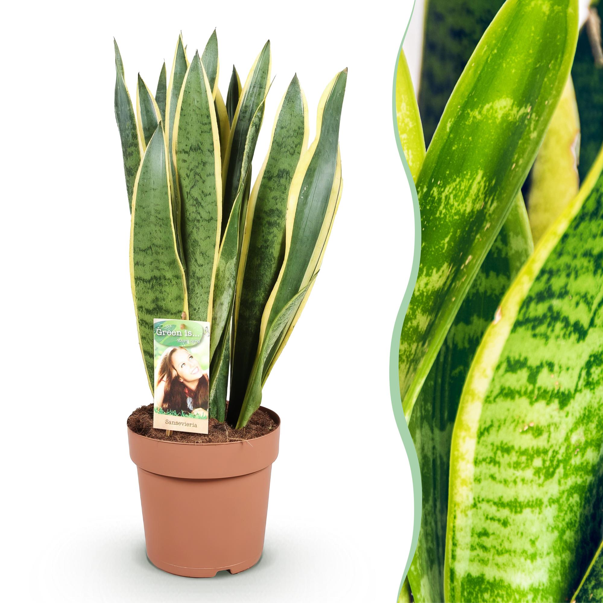 Green is... Kamerplanten - Sansevieria Laurentii - Vrouwentong - Weinig onderhoud - Groen - 1 Plant - Pot 21cm - Hoogte 70-80cm