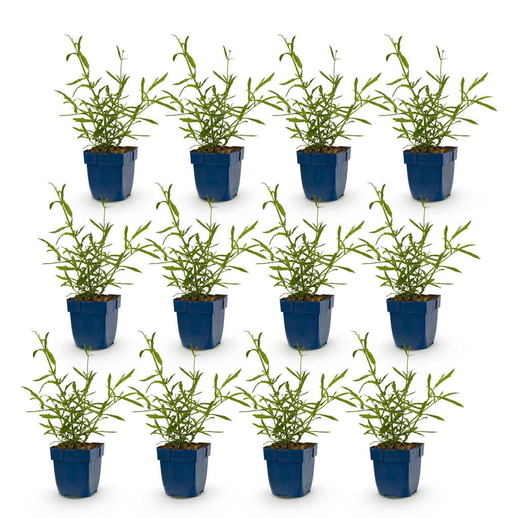 Vasteplant - Verbena bonariensis Lollipop - Ijzerhard - Bijen en Vlinderlokkers - Paars - 12 Planten - Pot 11cm - Hoogte 15-25cm