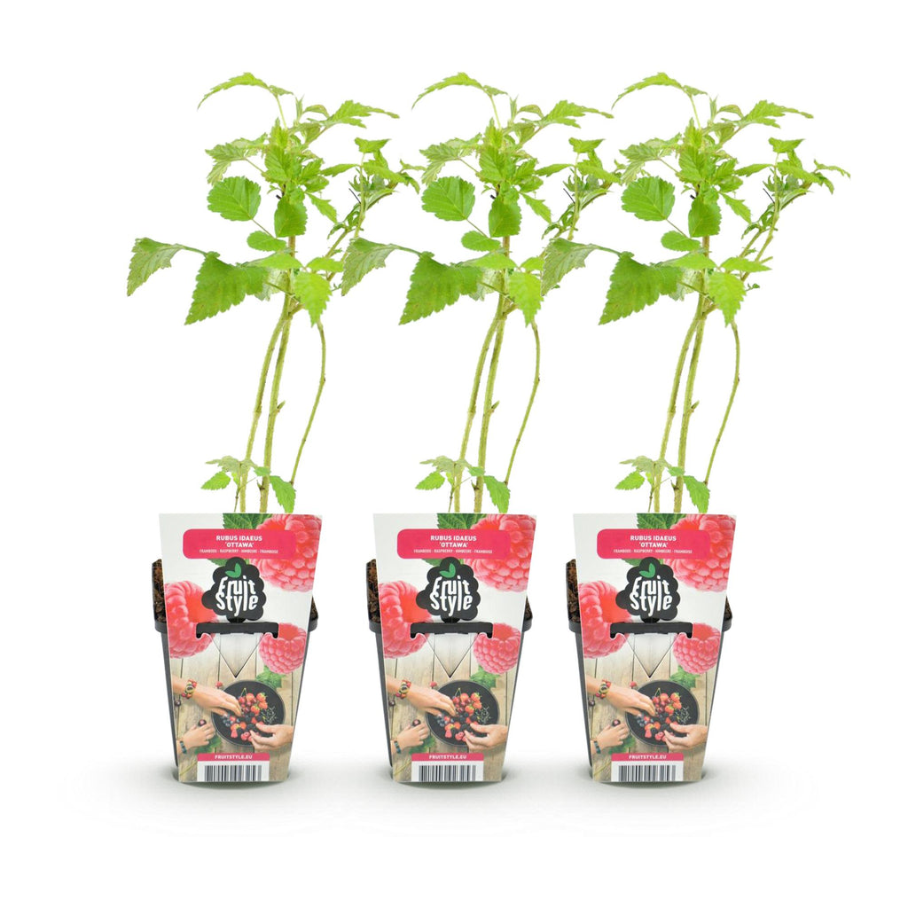 Fruitplanten - Framboos - Rubus idaeus Heritage - Winterhard - 3 Planten - Pot 9 cm - Rode Framboos