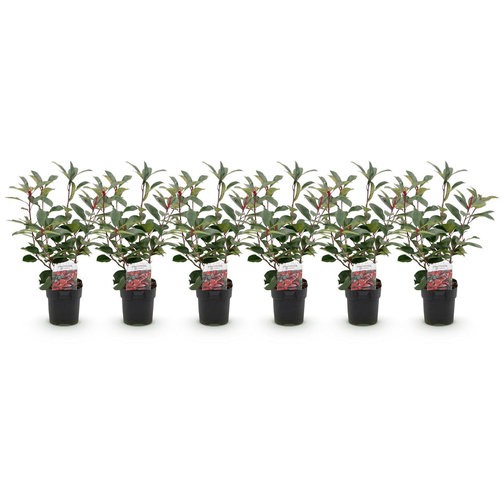 Haagplanten - Photinia fraseri Red Robin - groen rood  - 6 planten - 1 strekkende meter - groenblijvend - pot 17cm hoogte 50cm