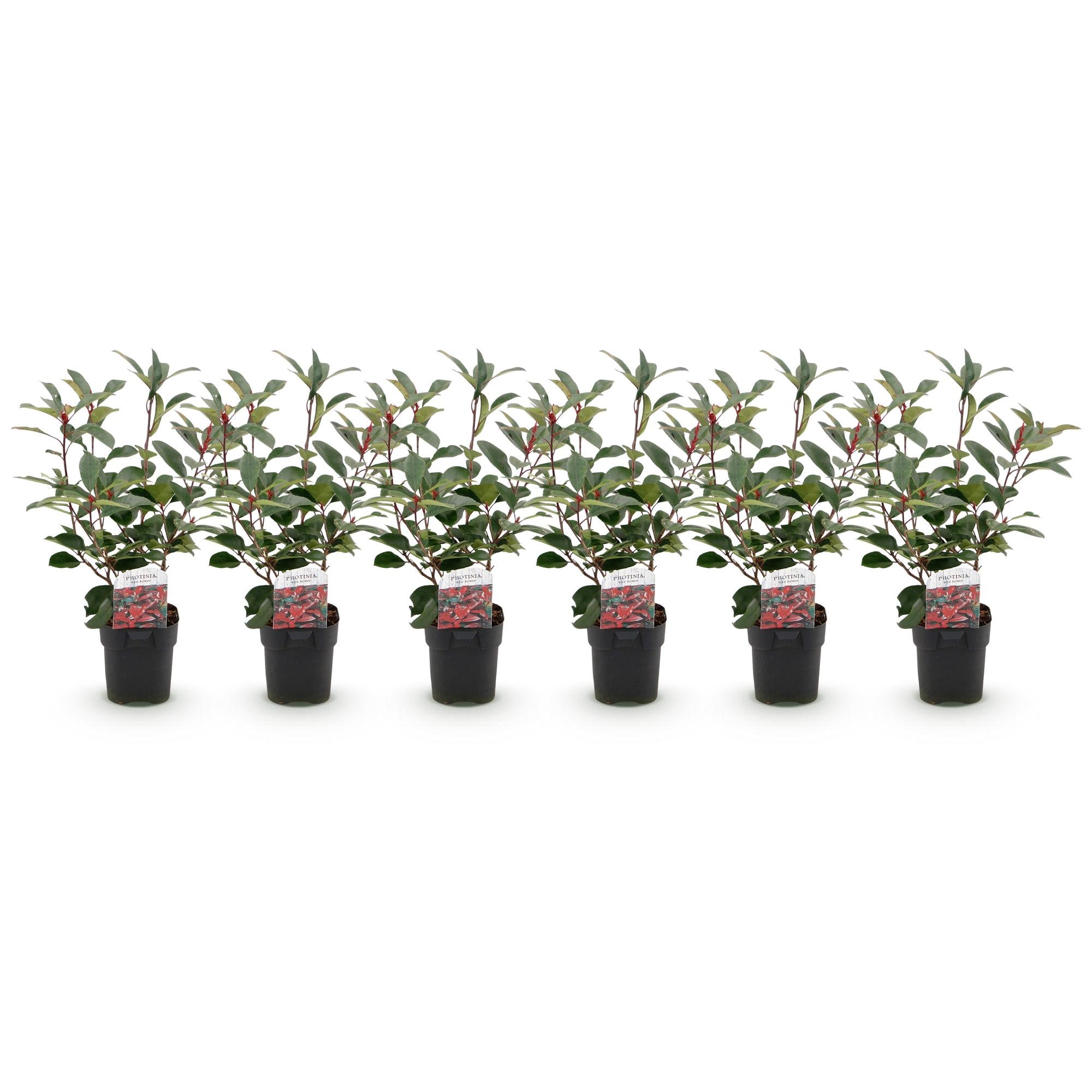 Haagplanten - Photinia fraseri Red Robin - groen rood  - 6 planten - 1 strekkende meter - groenblijvend - pot 17cm hoogte 50cm