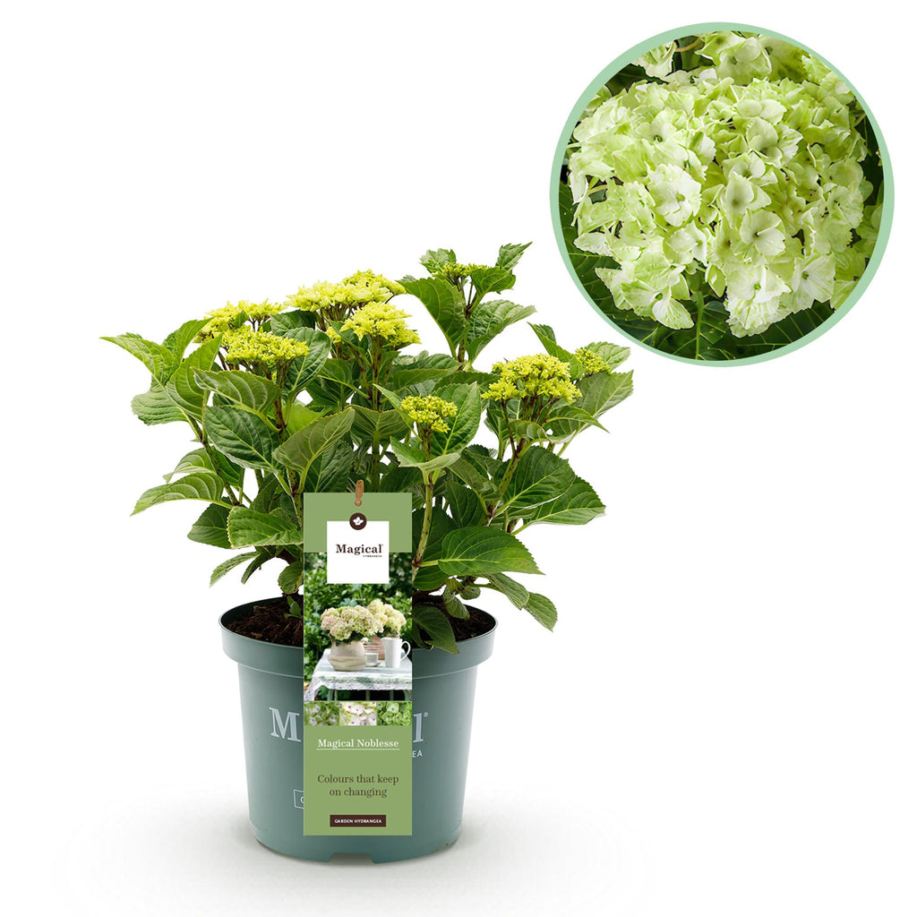 Terrasplant - Hortensia - Hydrangea Magical Nobless - Wit - 6-10 Bloemen - Pot 23cm Hoogte 55cm