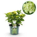 Terrasplant - Hortensia - Hydrangea Magical Nobless - Wit - 6-10 Bloemen - Pot 23cm Hoogte 55cm