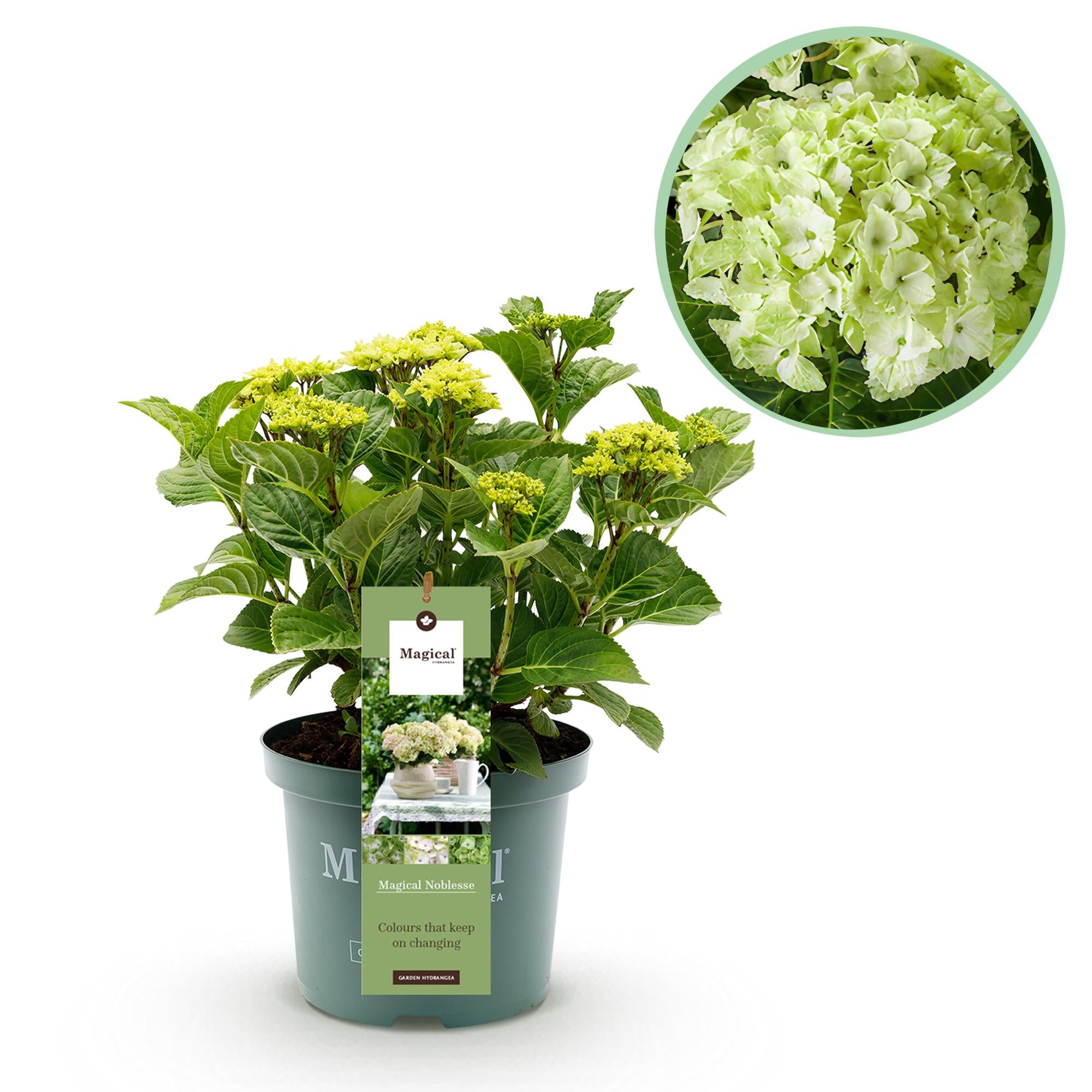 Terrasplant - Hortensia - Hydrangea Magical Nobless - Wit - 6-10 Bloemen - Pot 23cm Hoogte 55cm