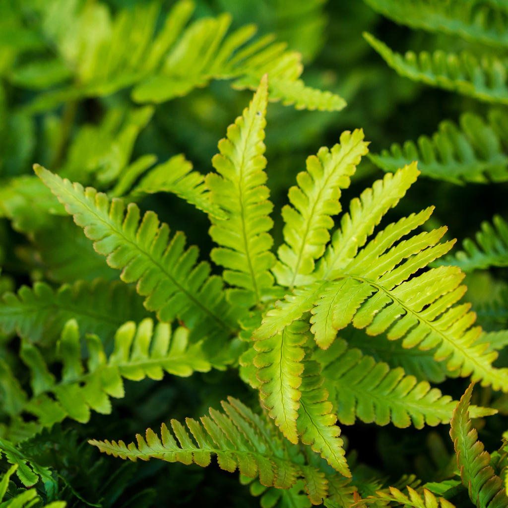 6x Polystichum set. 'Herrenhausen'- ↕10-25cm - Ø9cm