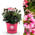 Dwerg Rhododendron - Rhododendron Bloombux Magenta - Bloeiende Buxus - Weinig Onderhoud - Roze Bloem - 1 Plant - Pot 17cm - Hoogte 30-40cm