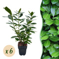 Haagplanten - Prunus laurocerasus Novita - blad groen - 6 planten - 1 strekkende meter - groenblijvend - pot 17cm hoogte 50cm