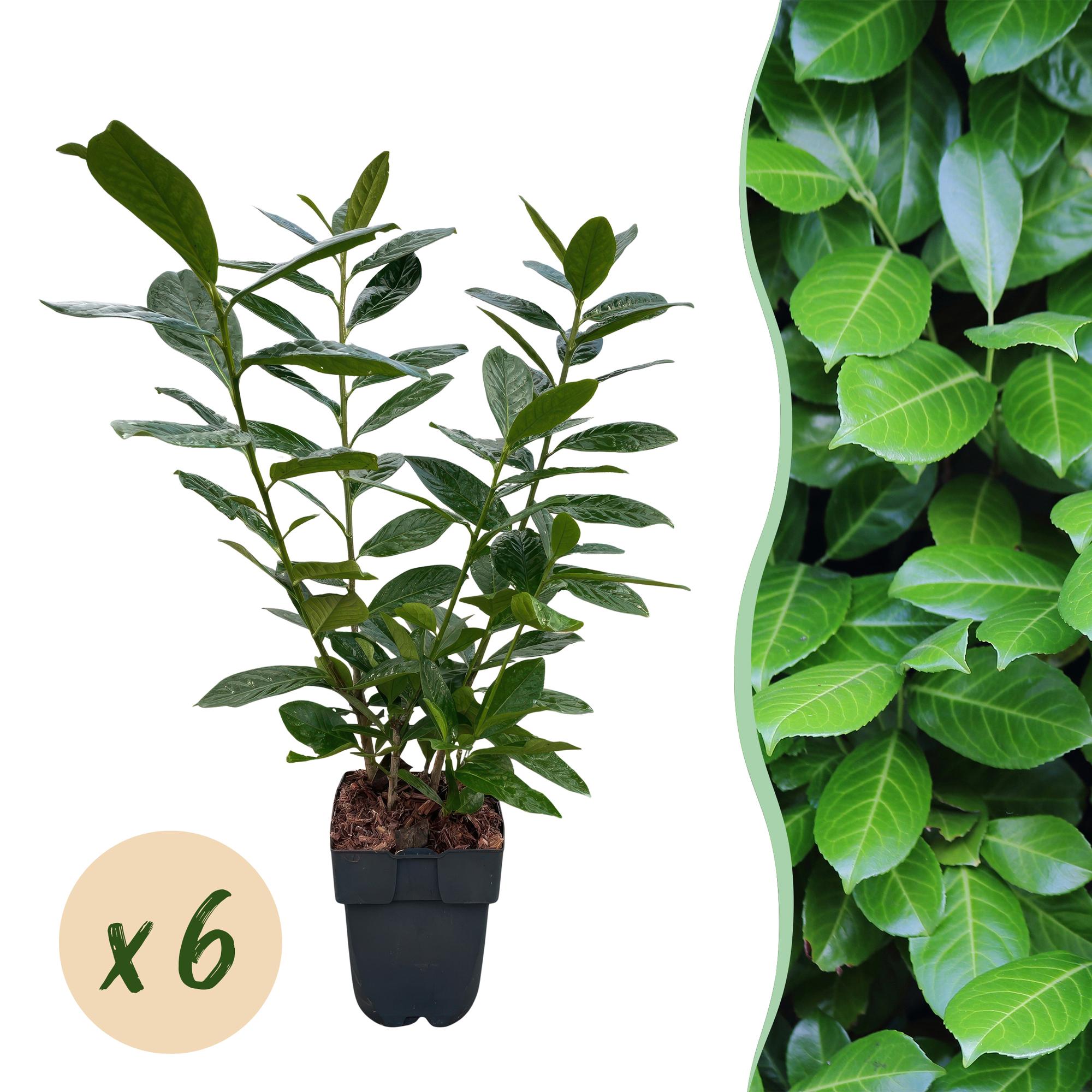 Haagplanten - Prunus laurocerasus Novita - blad groen - 6 planten - 1 strekkende meter - groenblijvend - pot 17cm hoogte 50cm