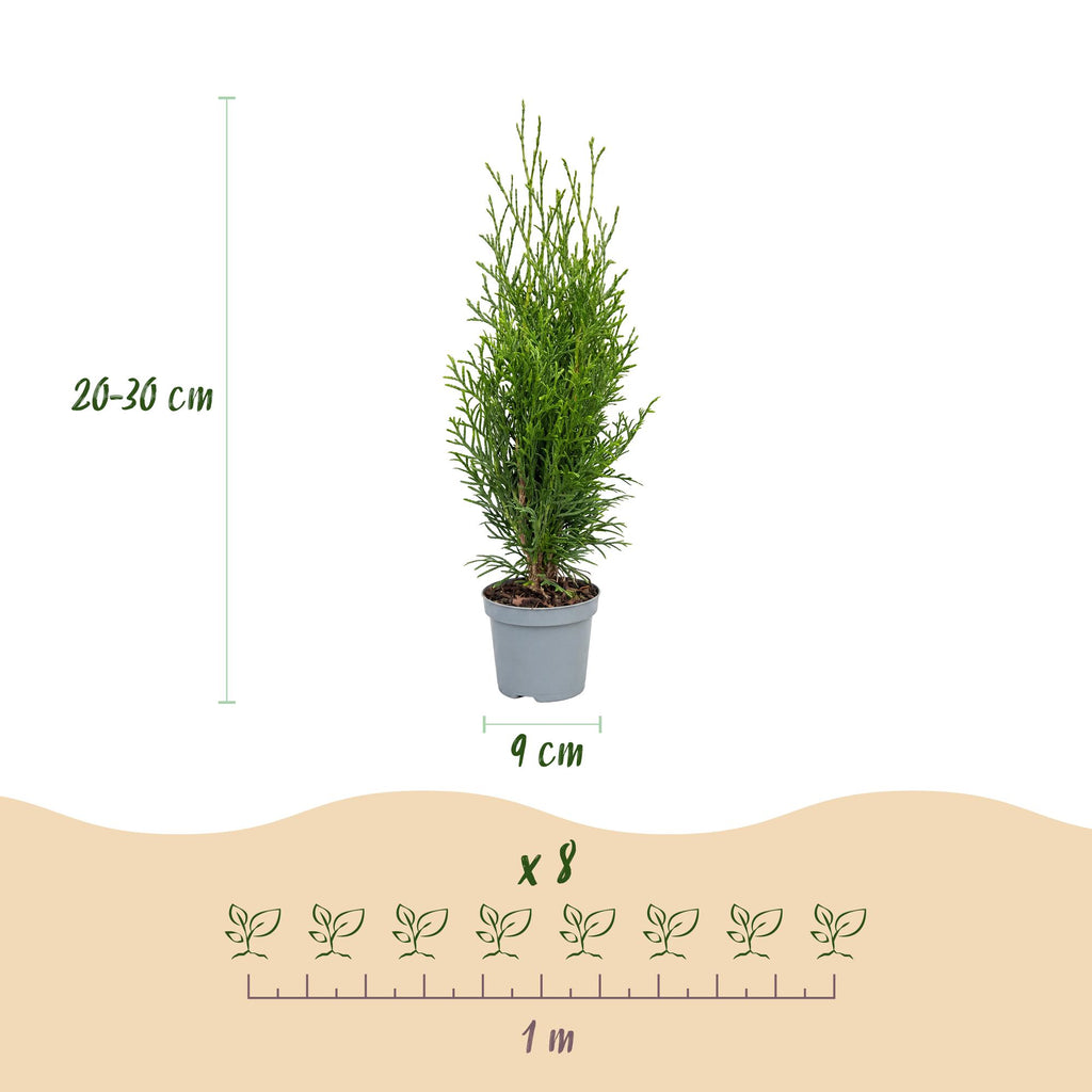 40x Thuja occidentalis Smaragd - Levensboom - Haagplanten - Groenblijvend - Groen - Pot 9cm - Hoogte 20-30cm