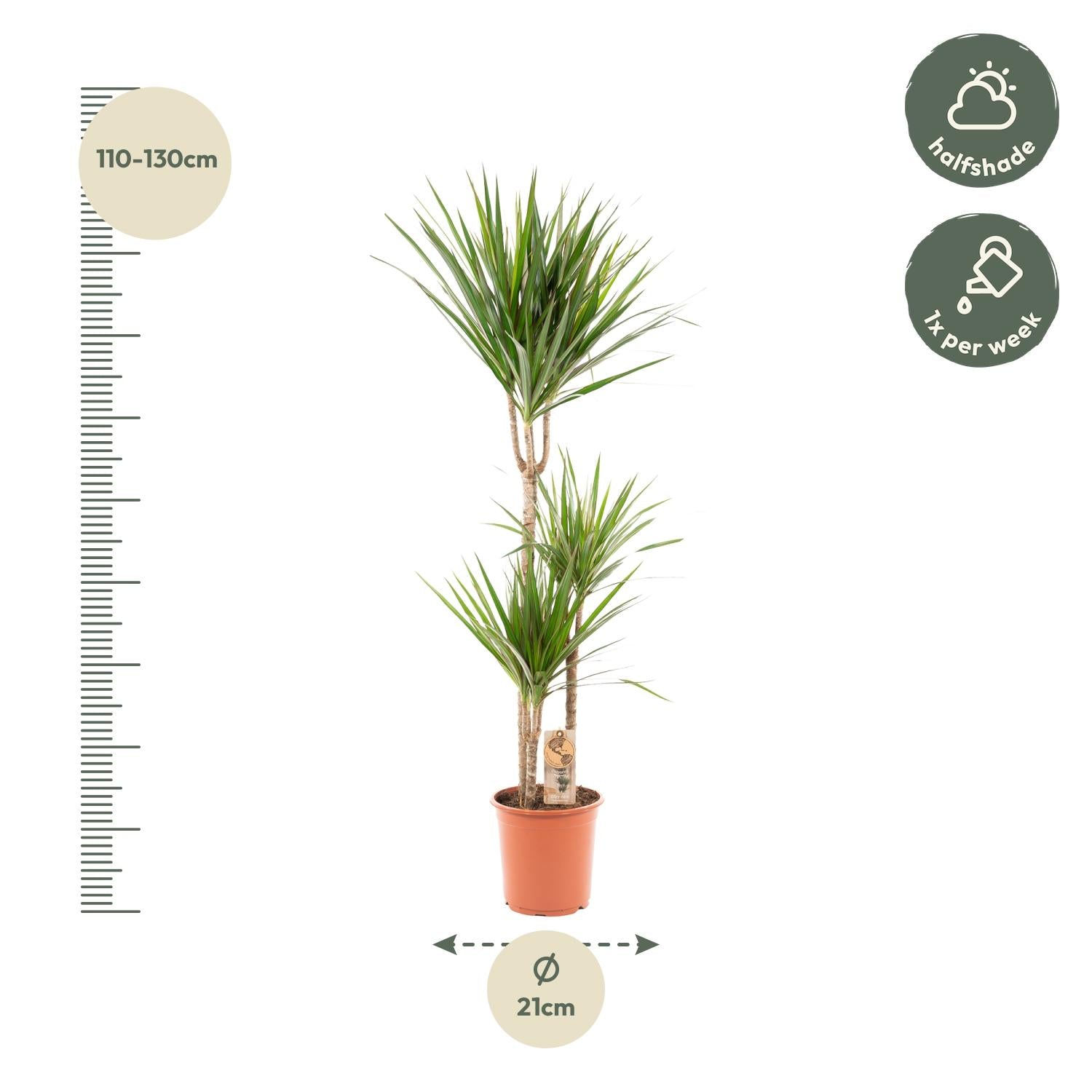 Dracaena Marginata - Ø21cm - ↕110cm