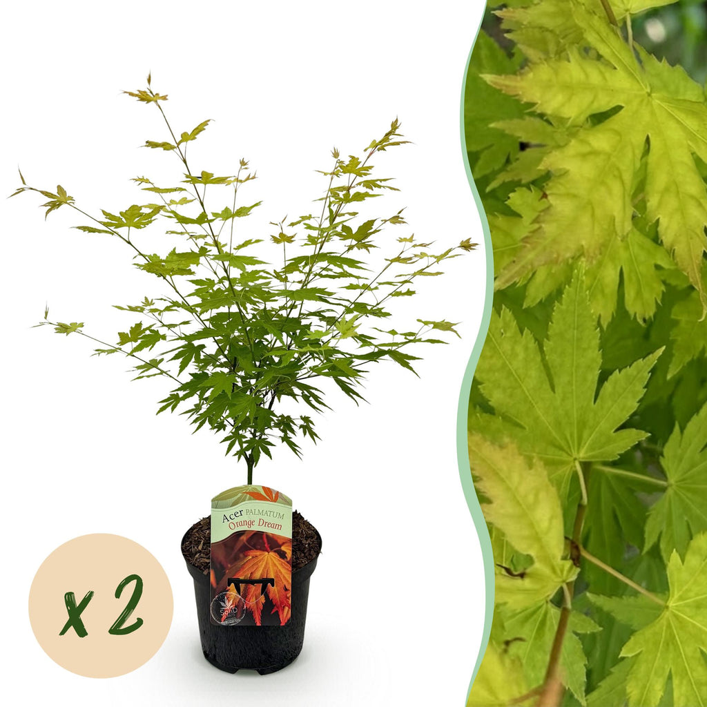 Terrasplant - Japanse Esdoorn - Acer palmatum Orange Dream - Oranje - 2 Planten - Bladverliezend - Pot 19cm Hoogte 70cm