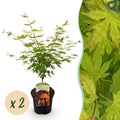 Terrasplant - Japanse Esdoorn - Acer palmatum Orange Dream - Oranje - 2 Planten - Bladverliezend - Pot 19cm Hoogte 70cm