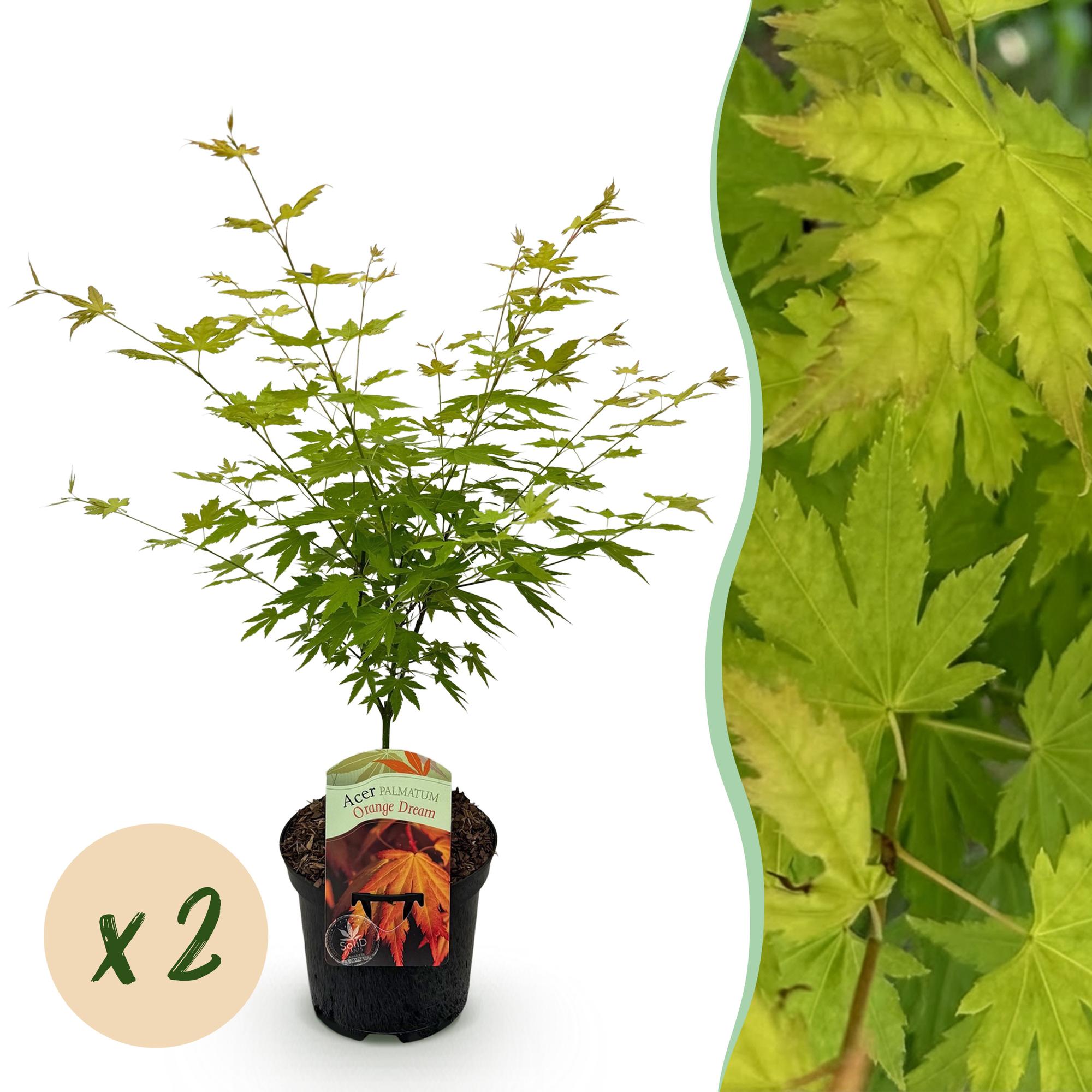 Terrasplant - Japanse Esdoorn - Acer palmatum Orange Dream - Oranje - 2 Planten - Bladverliezend - Pot 19cm Hoogte 70cm