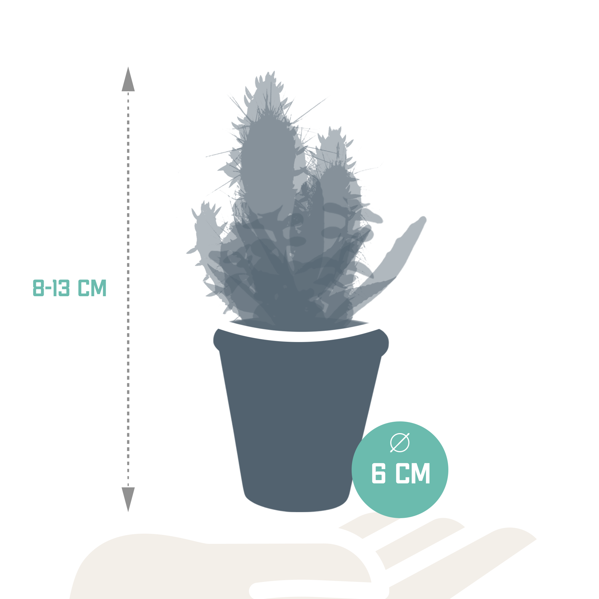 Cactus en vetplanten mix 5.5 cm | 15 stuks - in terracotta pot