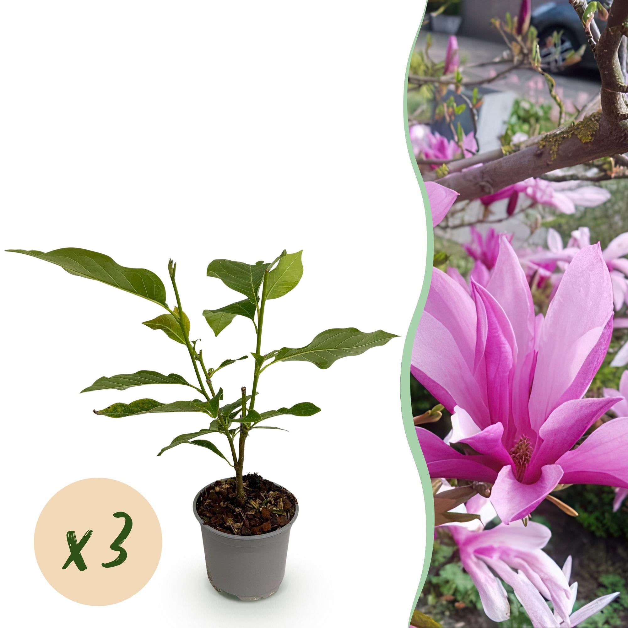 Tuinplant - Magnolia Susan - Bloem Paars - 3 Planten - Bladverliezend - Weinig Onderhoud - Pot 12cm Hoogte 30cm