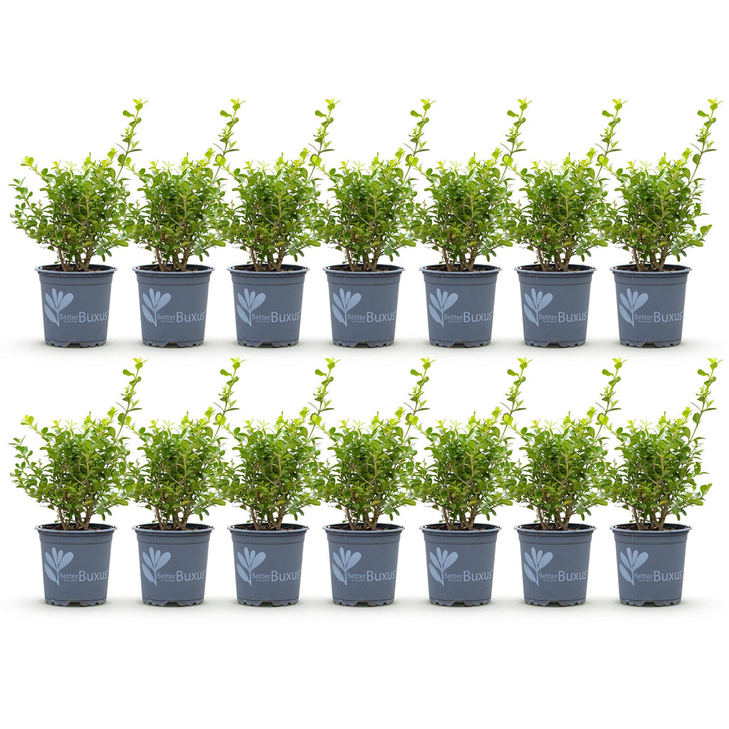 Buxus Haag - BetterBuxus Babylon Beauty - Resistant tegen de Buxus Schimmel - 14 planten - 2 strekkende meter - pot 10,5cm hoogte 25-30