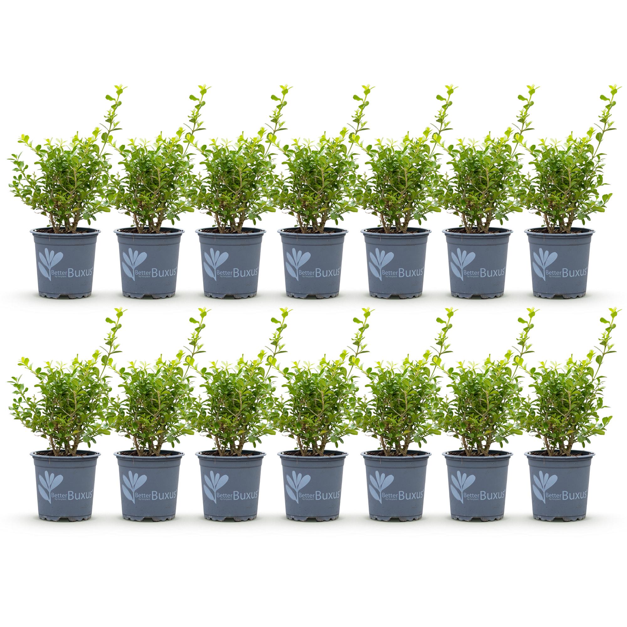 Buxus Haag - BetterBuxus Babylon Beauty - Resistant tegen de Buxus Schimmel - 14 planten - 2 strekkende meter - pot 10,5cm hoogte 25-30