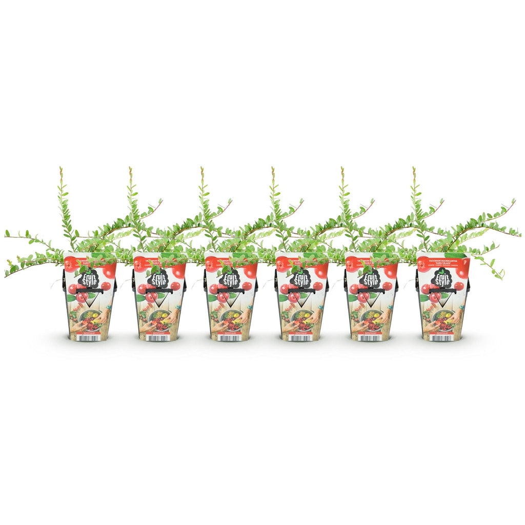 Fruitplanten - Blauwe Bes - Vaccinium macrophylla Early Black - Winterhard - 6 Planten - Pot 9 cm - Donker Rode  Bes