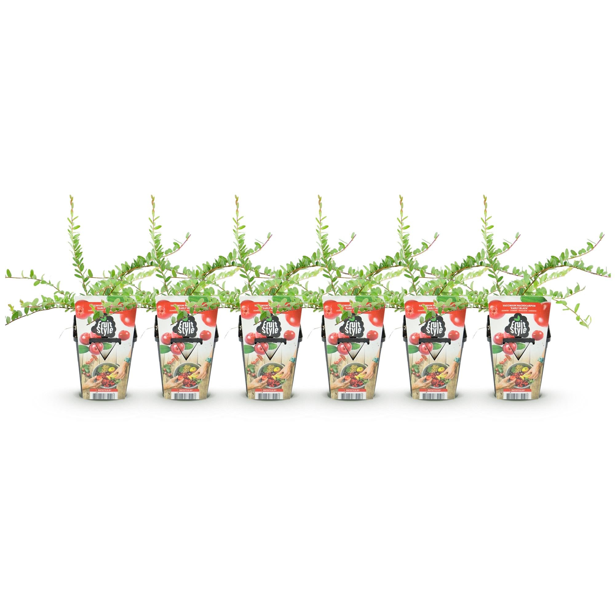 Fruitplanten - Blauwe Bes - Vaccinium macrophylla Early Black - Winterhard - 6 Planten - Pot 9 cm - Donker Rode  Bes