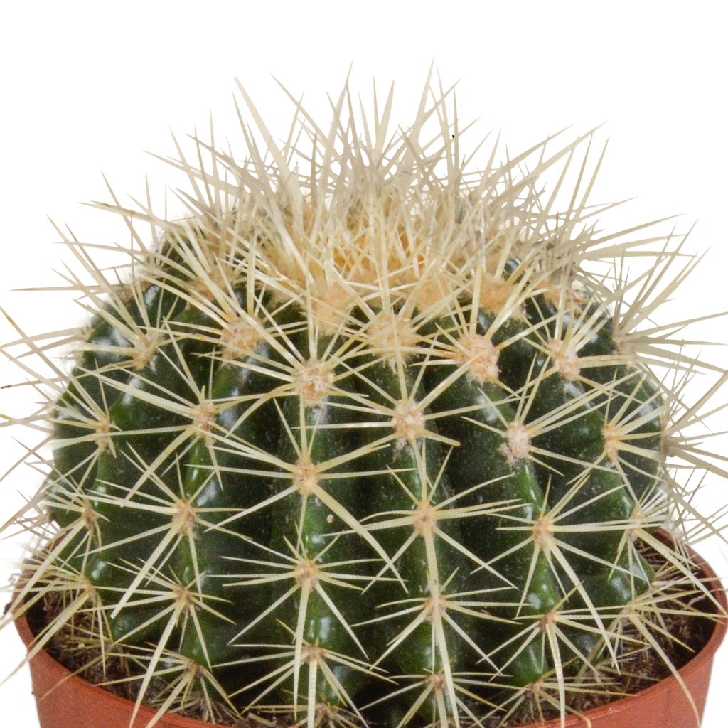 Echinocactus grusonii 12cm