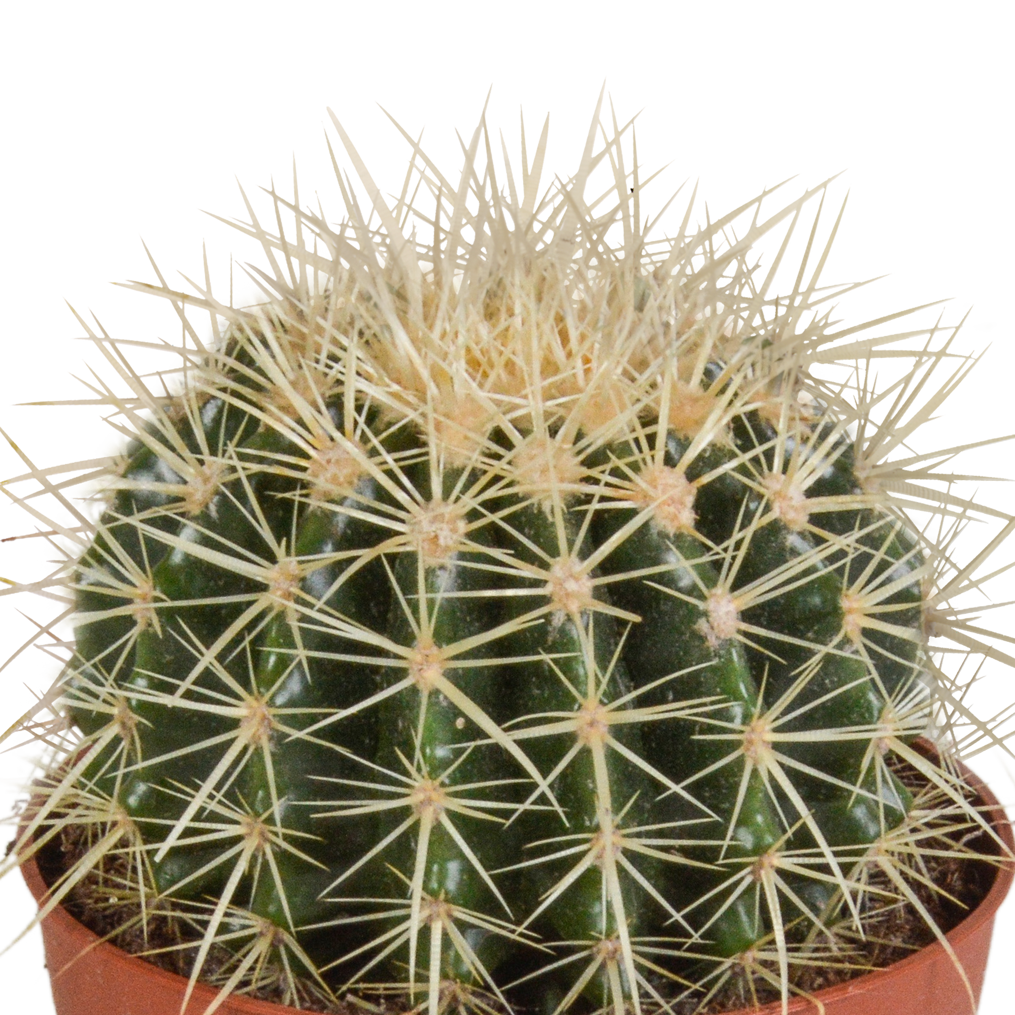 Echinocactus grusonii 12cm