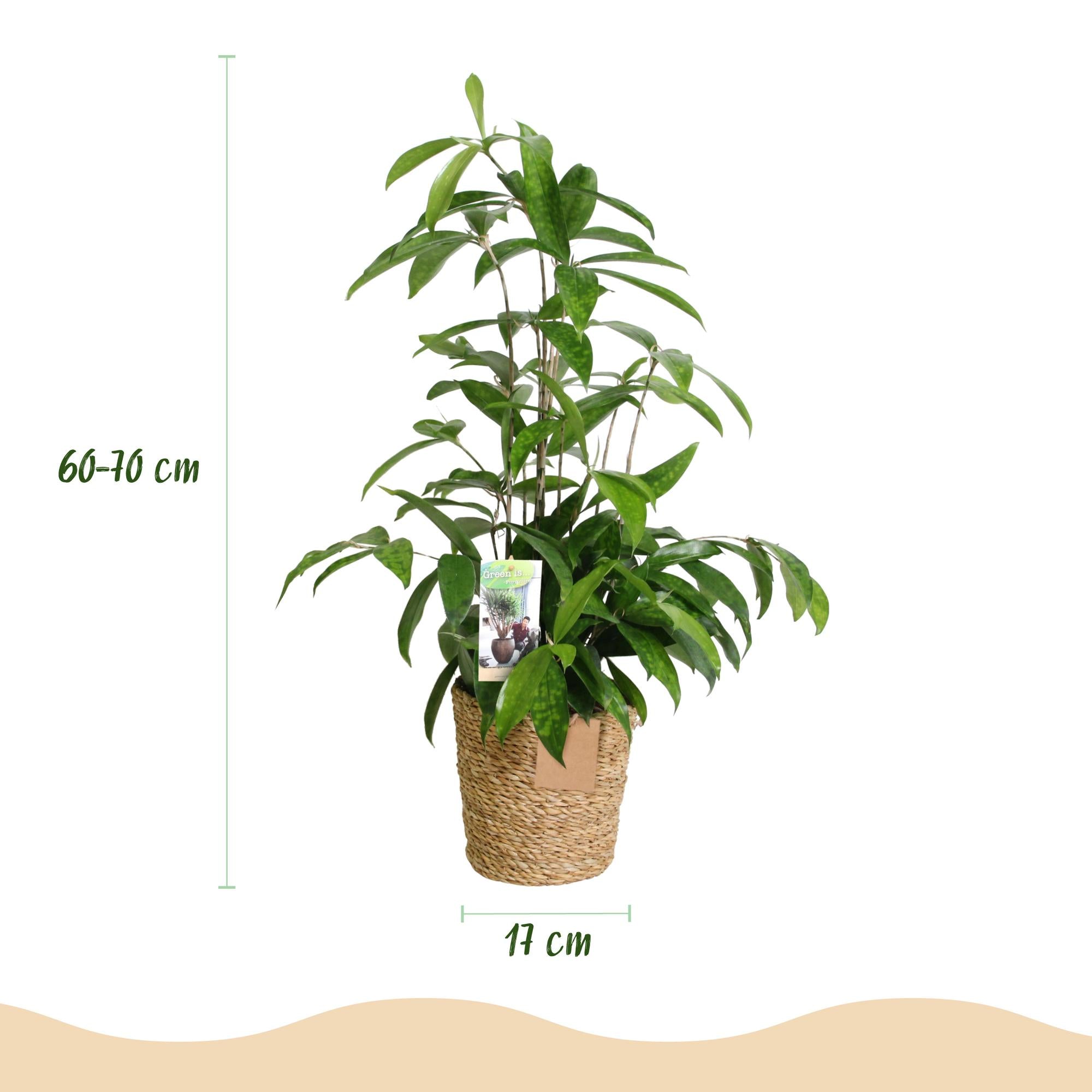 Green is... Kamerplanten - Dracaena surculosa - Drakenbloedboom - Weinig onderhoud - met mand - Groen - 2 Planten - Pot 17cm - Hoogte 60-70cm