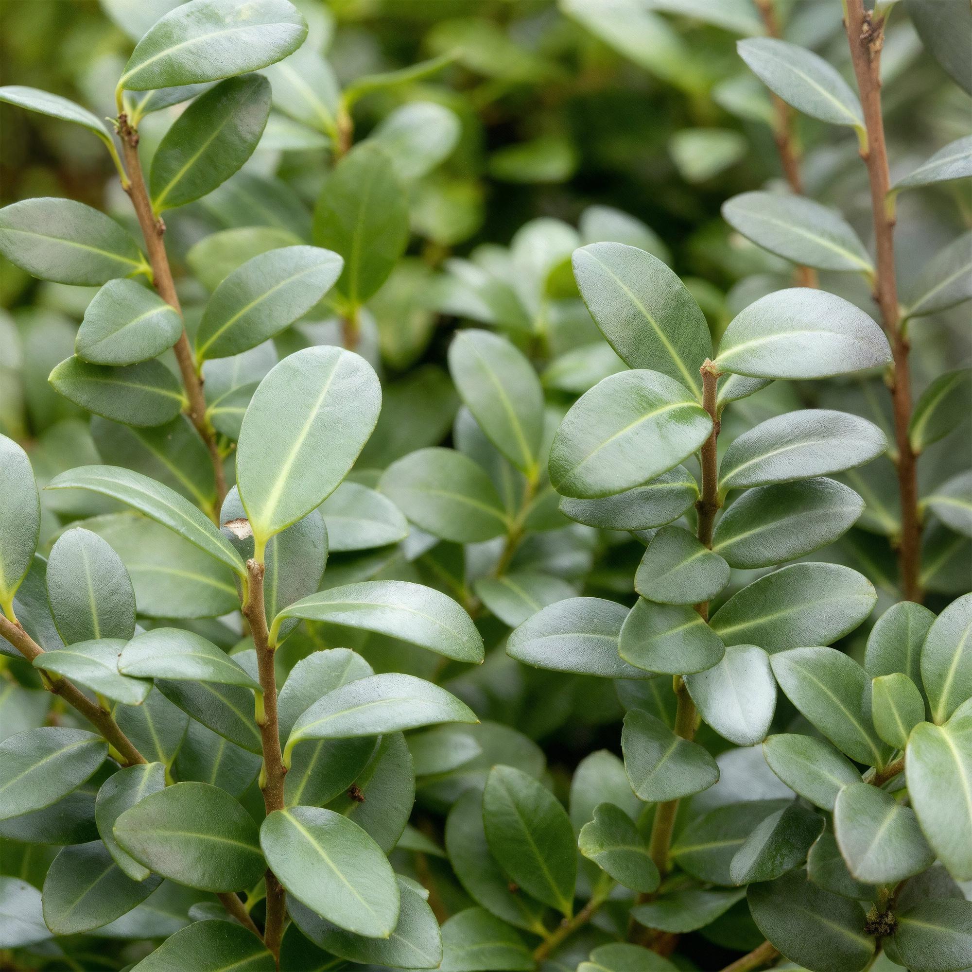 Haagplanten - Ilex crenata Caroline Upright - Blad Groen - 8 Planten - 1 Strekkende Meter - Groenblijvend - Pot 9cm Hoogte 25-30cm