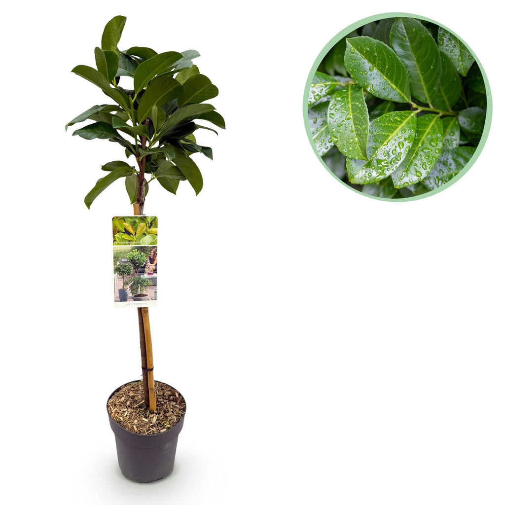 Plant op Stam - Prunus lauroverasus Etna® - Terras Plant - Bladhoudend - Winterhard - Groen Blad - Pot 19cm Hoogte 90cm