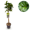 Plant op Stam - Prunus lauroverasus Etna® - Terras Plant - Bladhoudend - Winterhard - Groen Blad - Pot 19cm Hoogte 90cm