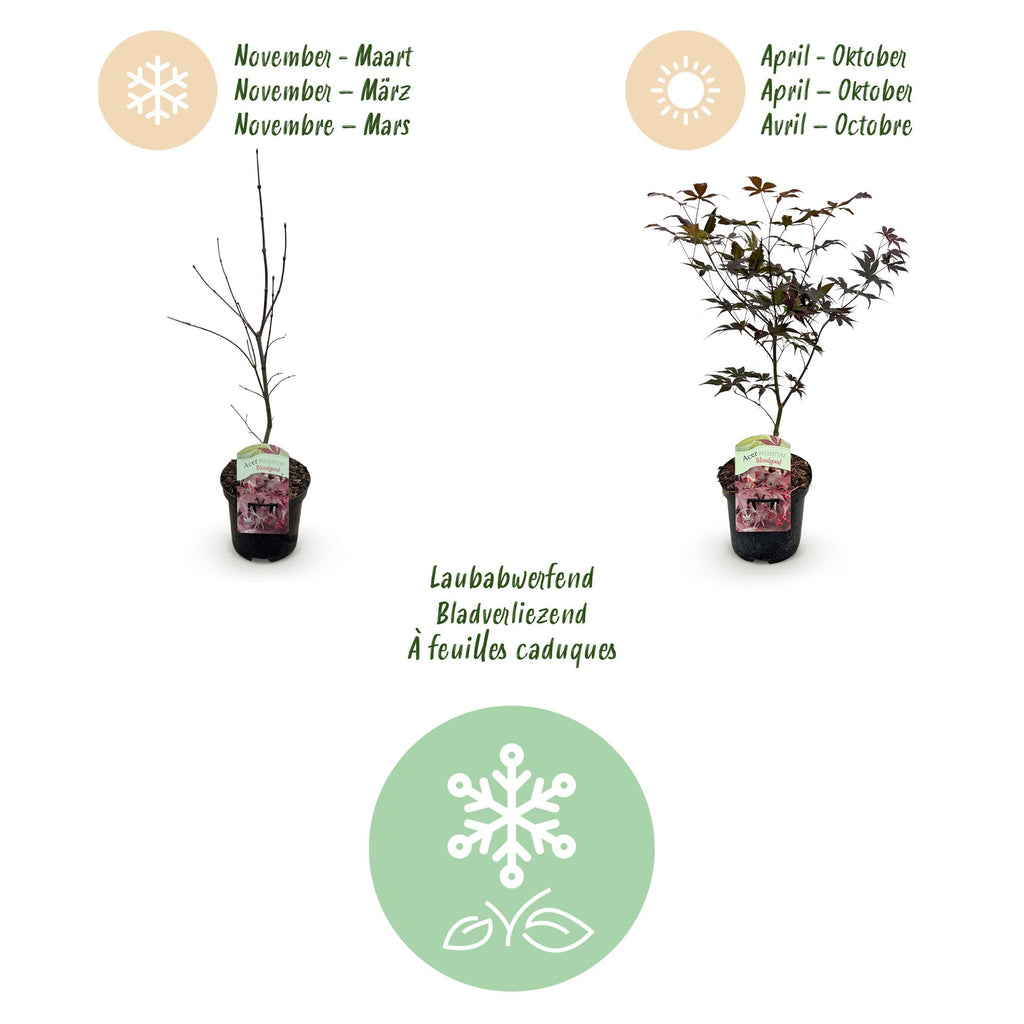 Terrasplant - Japanse Esdoorn - Acer palmatum Bloodgood - Rood - 1 Plant - Bladverliezend - Pot 19cm Hoogte 70cm