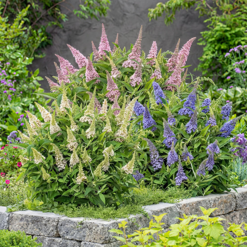 Tuinplant - Buddleja davidii Butterfly Candy Little Tricolour - Vlinderstruik - Compact - Roze-Wit-Lila - 3 Planten - Pot 12cm - Hoogte 20-25cm