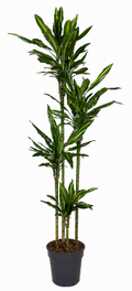 Dracaena cintho - 200cm