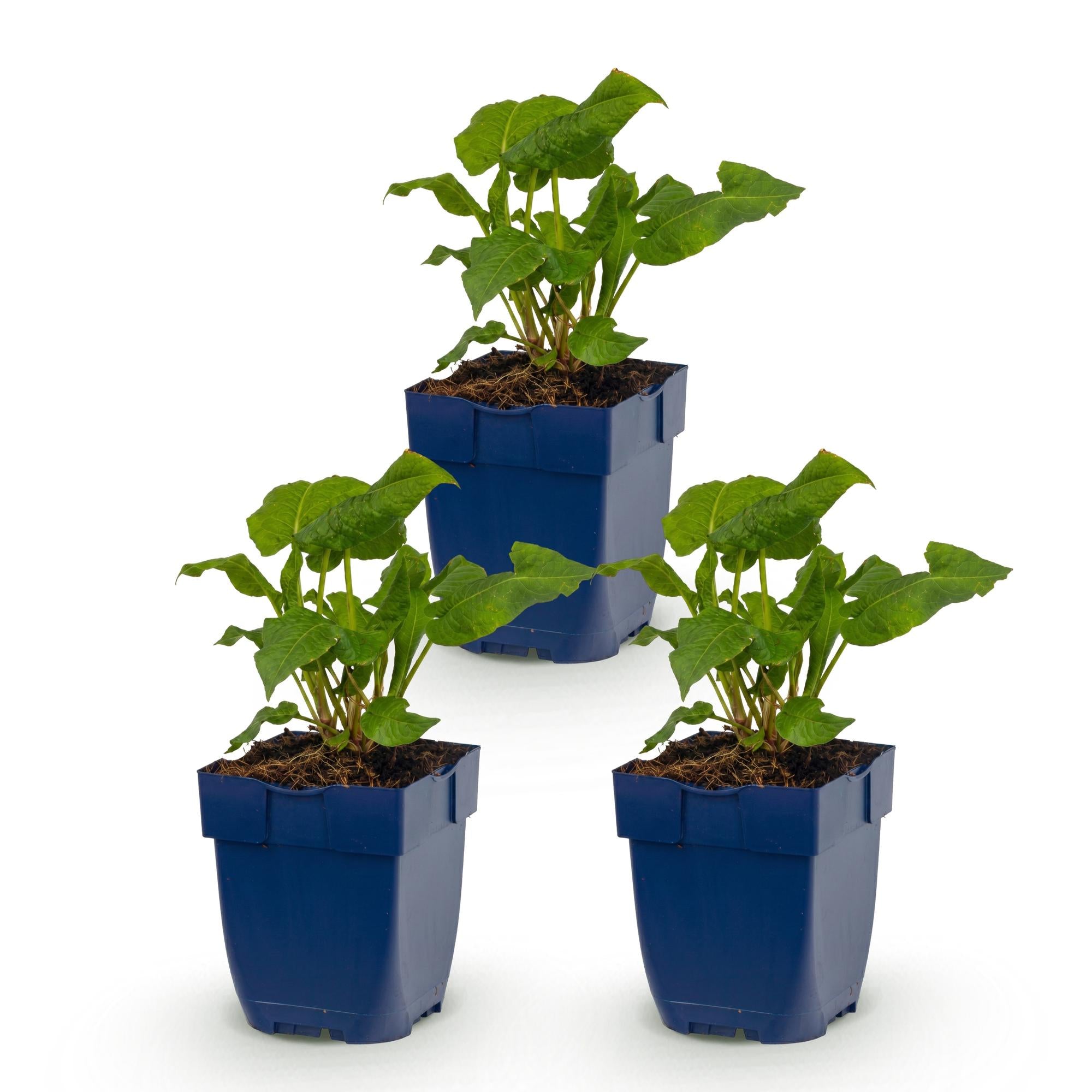 Vasteplant - Persicaria ampl. Alba - Duizendknoop - Schaduw - Wit - 3 Planten - Pot 11cm - Hoogte 15-25cm