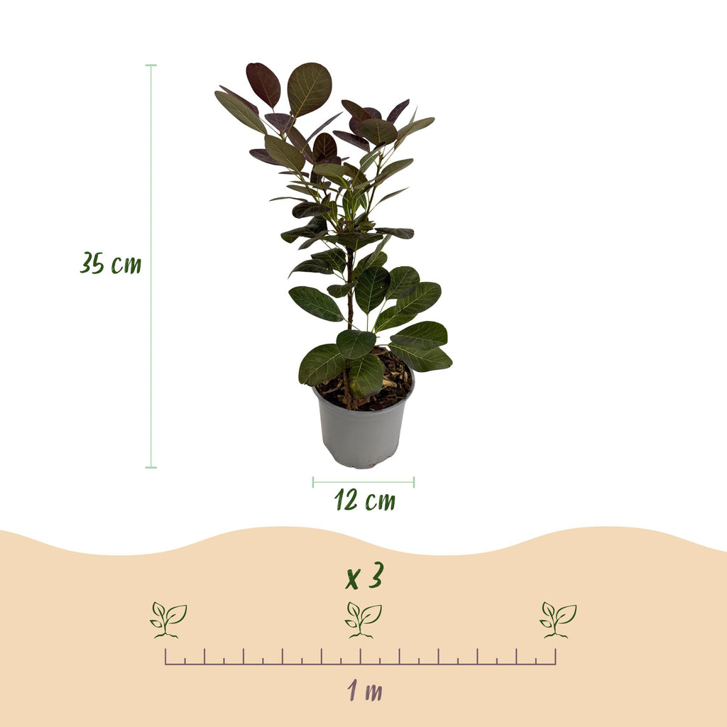 Tuinplant - Cotinus coggyria Royal Purple - Paars - 1 Plant - Bladverliezend - Weinig Onderhoud - Pot 12cm Hoogte 35cm