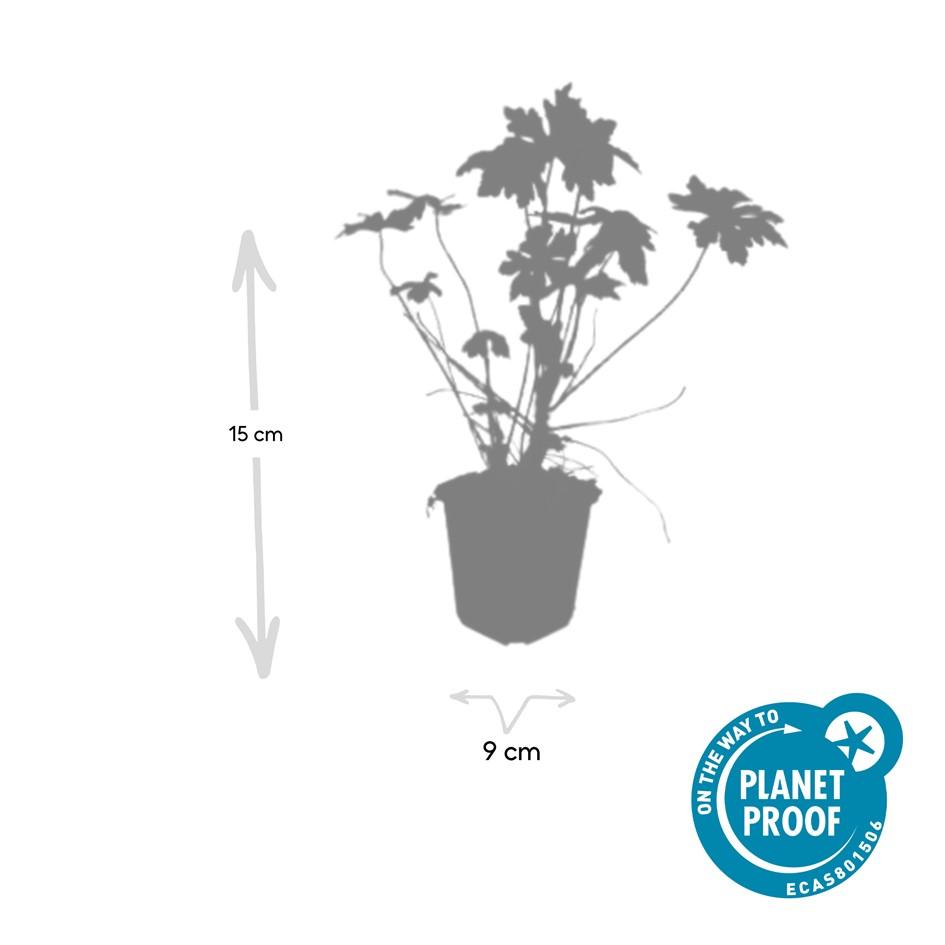 48x Geranium macrorrhizum - ↕10-25cm - Ø9cm