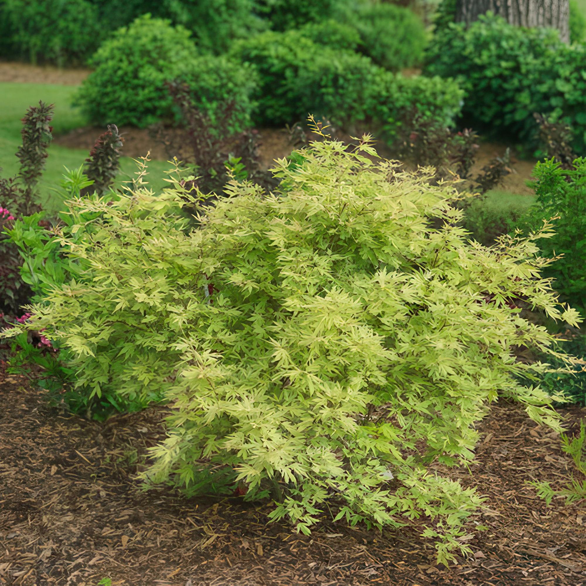 Terrasplant - Japanse Esdoorn - Acer palmatum Methamorphosa - Groen - 2 Planten - Bladverliezend - Pot 19cm Hoogte 70cm