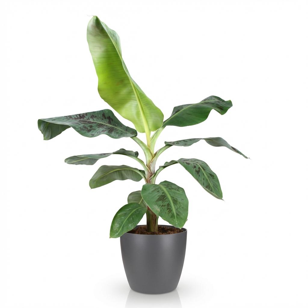 Kamerplanten - Musa acuminata Dwarf Cavendisch - Bananenplant - Weinig onderhoud - Groen - 1 Plant - met Potter Grijs - Pot 21cm - Hoogte 70-75cm