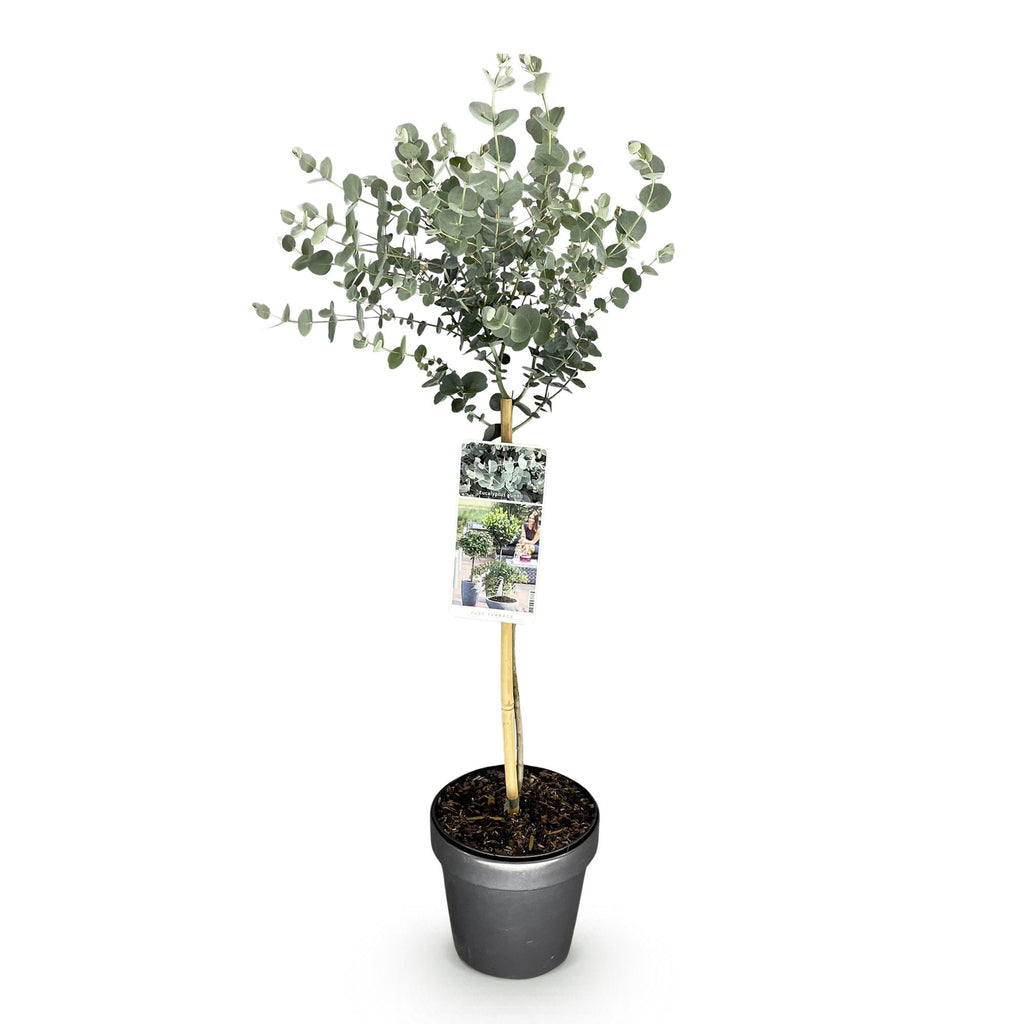 Plant op Stam- Eucalyptus gunni Azure - Terras Plant - Bladhoudend - Winterhard- Grijs Blad - Pot 19cm Hoogte 70 - 90cm